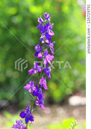 飛燕草（Henseou） 126729791