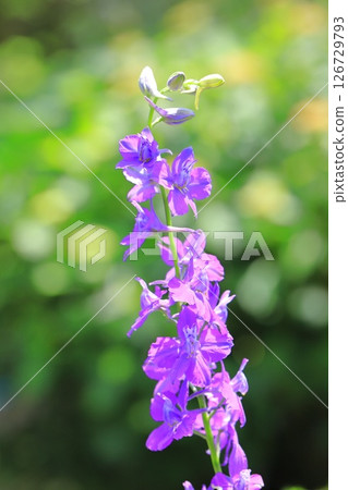 Flying swallow grass (Henseou) Flying swallow grass (Henseou) 126729793