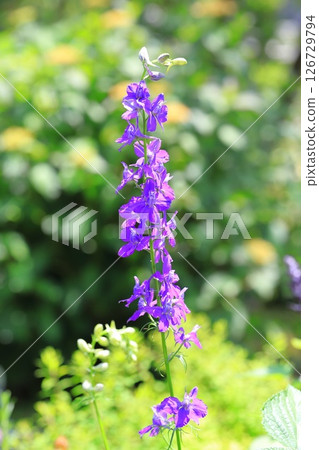 Flying swallow grass (Henseou) Flying swallow grass (Henseou) 126729794