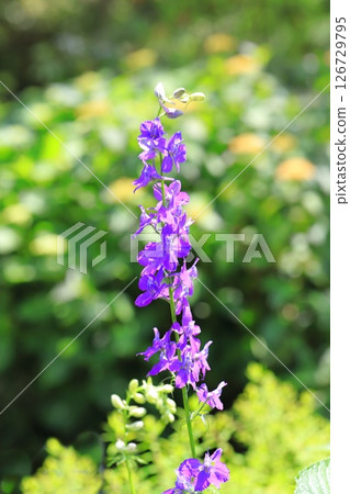 Flying swallow grass (Henseou) Flying swallow grass (Henseou) 126729795