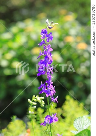 Flying swallow grass (Henseou) Flying swallow grass (Henseou) 126729796