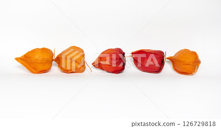 Physalis on a white background. Five physalis ,design Physalis on a white background. Five physalis ,design 126729818