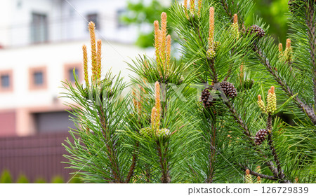 An ordinary pine tree, a branch with cones on the background of a city house 126729839