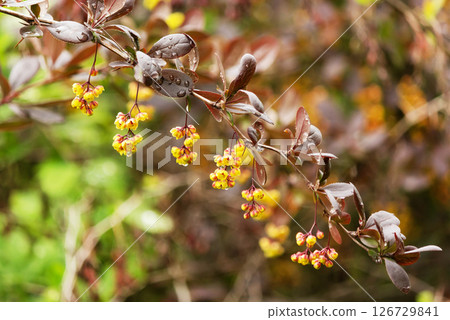 Yellow flowers of Ottawa red barberry, berberis ottawensis, Superba with raindrops 126729841