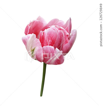 Pink tulip first spring garden flower, cutout with clipping path isolated object, beautiful single springtime plant, floral element of design, decor Pink tulip first spring garden flower, cutout with clipping path isolated object, beautiful single springtime plant, floral element of design, decor 126729849