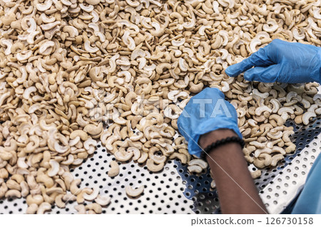 workers sorting cashew nuts at modern industrial agriculture factory in cambodia workers sorting cashew nuts at modern industrial agriculture factory in cambodia 126730158