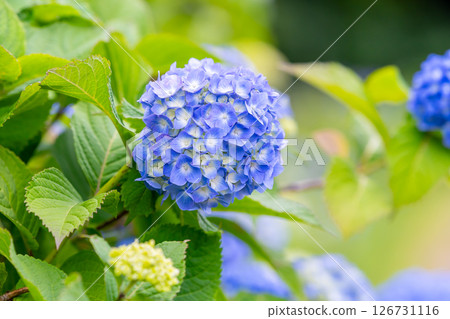 hydrangea hydrangea 126731116