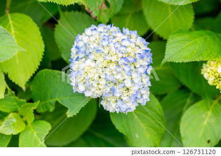 Hydrangea blooming first Hydrangea blooming first 126731120