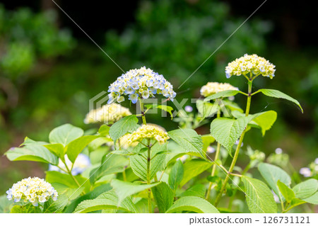 Hydrangea blooming first Hydrangea blooming first 126731121