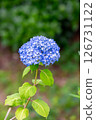 Hydrangea single wheel 126731122