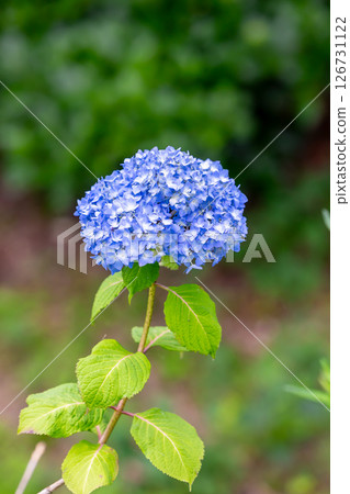Hydrangea single wheel 126731122