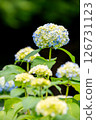 Hydrangea blooming first 126731123