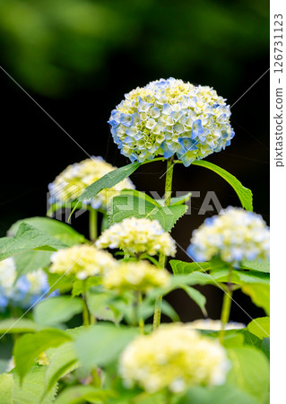 Hydrangea blooming first Hydrangea blooming first 126731123