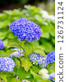 hydrangea   126731124
