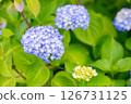 Hydrangea blooming first 126731125