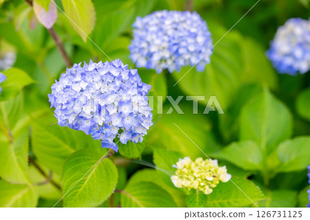 Hydrangea blooming first Hydrangea blooming first 126731125