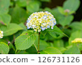 Hydrangea blooming first 126731126