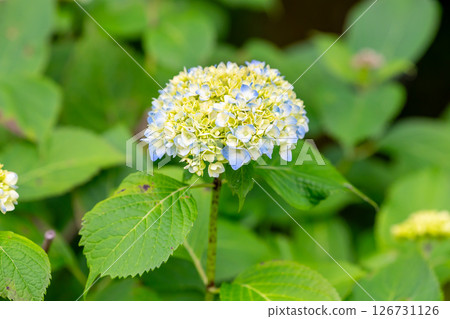 Hydrangea blooming first Hydrangea blooming first 126731126