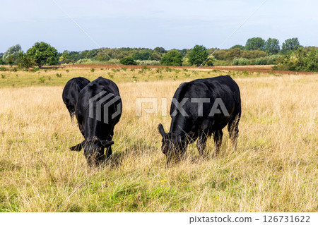 Rural landscape with grazing cows on a sunny day 126731622