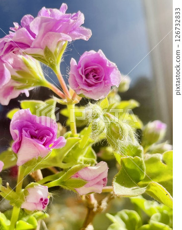 Delicate light purple geranium flower Delicate light purple geranium flower 126732833