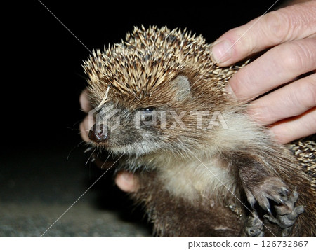 The Little Hedgehog Poses The Little Hedgehog Poses 126732867