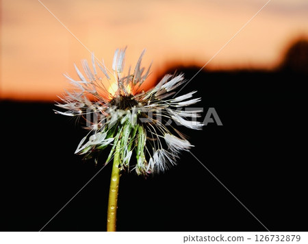 A dandelion with parachutes against the sunset 126732879