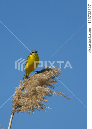 Perching male  (Motacilla flava) Yellow wagtail 126732897