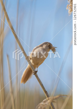 beraded tit Female (panurus biarmicus) - reedling - in natural habitat beraded tit Female (panurus biarmicus) - reedling - in natural habitat 126732901