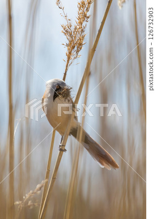 beraded tit (panurus biarmicus) - reedling - in natural habitat beraded tit (panurus biarmicus) - reedling - in natural habitat 126732903