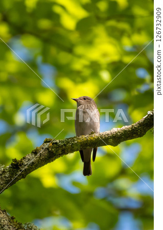 The spotted flycatcher (Muscicapa striata) is a small passerine bird in the flycatcher family The spotted flycatcher (Muscicapa striata) is a small passerine bird in the flycatcher family 126732909