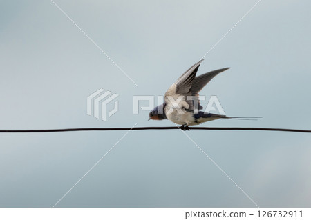 Barn Swallow (Hirundo rustica) on a fench Barn Swallow (Hirundo rustica) on a fench 126732911