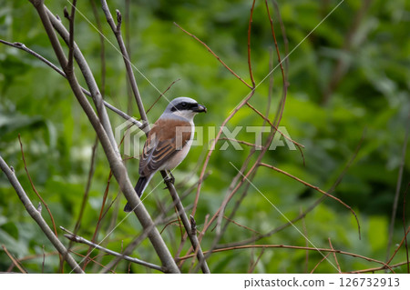 (Lanius Collurio) red-backed shrike (Lanius Collurio) red-backed shrike 126732913