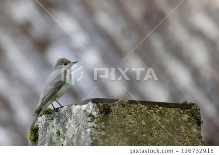 Spotted flycatcher, Muscicapa striata, single bird on branch Spotted flycatcher, Muscicapa striata, single bird on branch 126732915