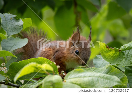 Squirrel red fur funny pets in forest Squirrel red fur funny pets in forest 126732917