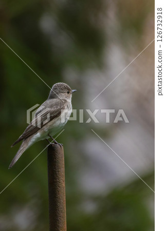 The spotted flycatcher (Muscicapa striata) sitting on the post The spotted flycatcher (Muscicapa striata) sitting on the post 126732918