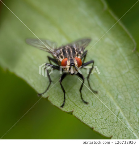 Flies (Sarcophaga Carnaria) - Close up details of flies 126732920