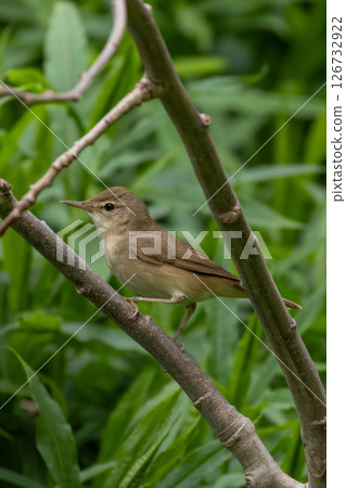 Blyths reed warbler sitting on branch of tree. Blyths reed warbler sitting on branch of tree. 126732922