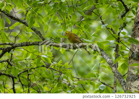 The yellowhammer bird (Emberiza citrinella) in forest. The yellowhammer bird (Emberiza citrinella) in forest. 126732925