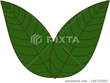 Beautiful shape and green colors tone of fresh plant leaves. Beautiful shape and green colors tone of fresh plant leaves. 126732950