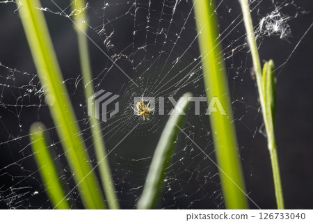Spider in Web Among Grass Stalks 126733040