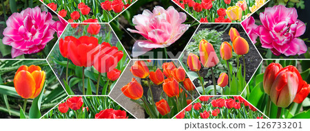 Red tulip flowers on the background of the spring garden. Collage. Wide photo. Red tulip flowers on the background of the spring garden. Collage. Wide photo. 126733201