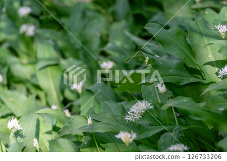 Wild Garlic Flowers Bloom Springtime Nature Wild Garlic Flowers Bloom Springtime Nature 126733206