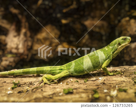 Vibrant Lau Bande Iguana Resting on a Nature Log in a Tropical Forest 126733265