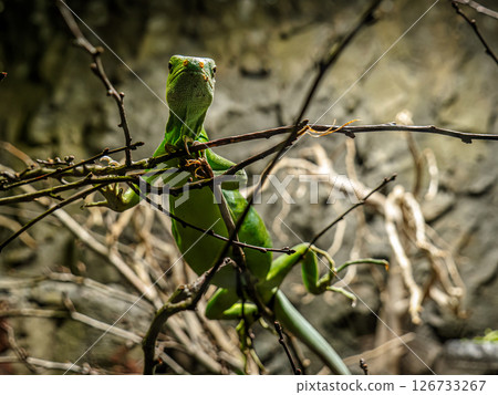 Vibrant Lau Bande Iguana climbing a tree in a Tropical Forest 126733267