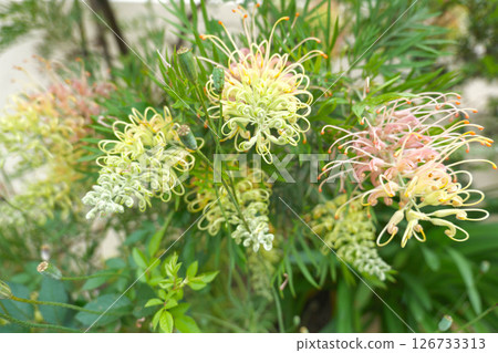 銀樺花:雄蕊伸出,像長刷子,形狀像蜘蛛網 銀樺花:雄蕊伸出,像長刷子,形狀像蜘蛛網 126733313
