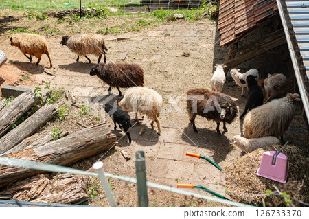 A group of sheep with various wool colors explore a farmyard, interacting with their environment. The scene includes logs, hay, and farm tools, creating an authentic rural setting. 126733370