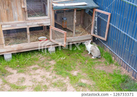 Curious rabbit explores an open wooden hutch in a garden setting. The hutch door is ajar, revealing hay and a feeding bowl. The rabbit appears attentive to its surroundings. Curious rabbit explores an open wooden hutch in a garden setting. The hutch door is ajar, revealing hay and a feeding bowl. The rabbit appears attentive to its surroundings. 126733371