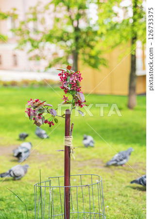 Small tree growing in spring garden. Young flowering tree tied to support pole, blooming with pink blossoms in park with pigeons. Concept of Ecology, spring growth, early development 126733375