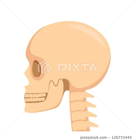 Skull, human body, head and neck bones side view. Vector illustration. 126733445