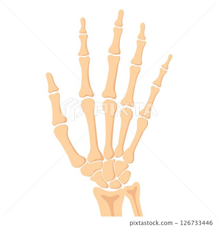 Human hand bones, front view. Medical anatomy. Arm checking healthcare joint palm finger exam. Hospital traumatology. Vector illustration Human hand bones, front view. Medical anatomy. Arm checking healthcare joint palm finger exam. Hospital traumatology. Vector illustration 126733446